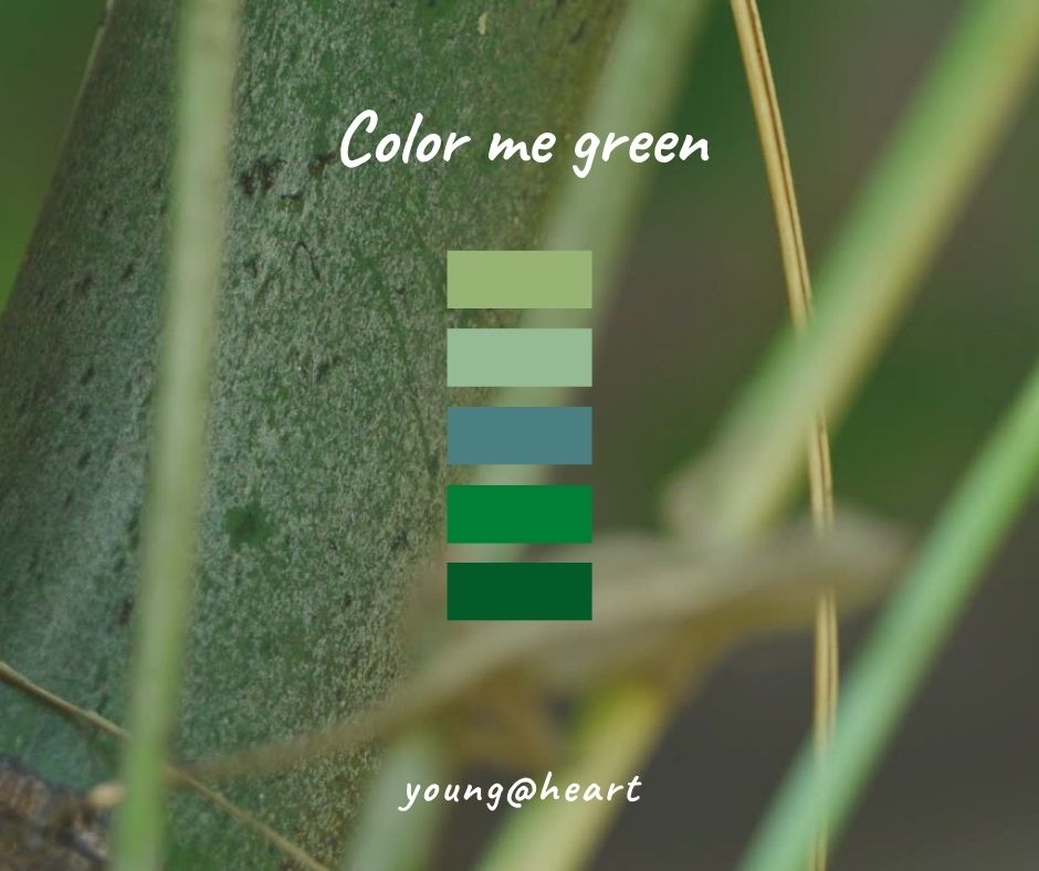 farbe grün