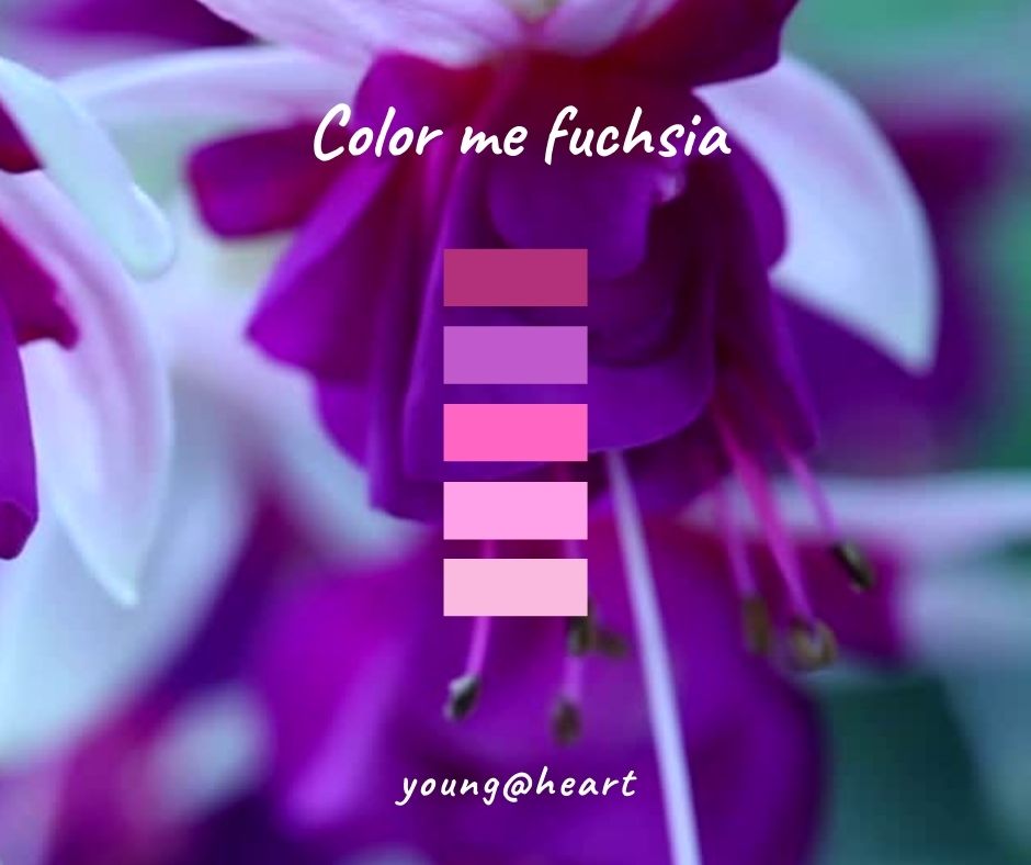 Llila, violett, rosa, pink